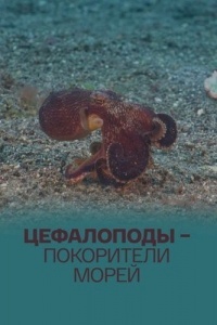 Цефалоподы – покорители морей